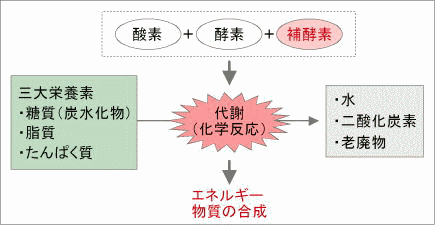 ��y�f�Ƒ��